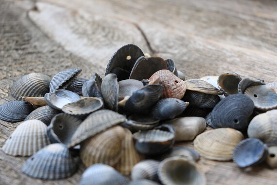 78 pcs boucles composants de boucles pcs d’oreilles coquillages naturels mer coquillages naturels avec des boucles d’oreilles trous fournit des fragments de coquilles de coquillages noir gris coquillages mer Noire 332522 78 pcs boucles composants de boucles pcs d’oreilles coquillages naturels mer coquillages naturels avec des boucles d’oreilles trous fournit des fragments de coquilles de coquillages noir gris coquillages mer Noire 332522