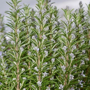 Organic Dried Rosemary