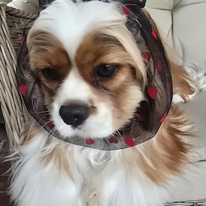 Snood für Hunde mit Schleifen - Donuts, Streifen, Paisley, Cartoon Dogs, Polka Dots