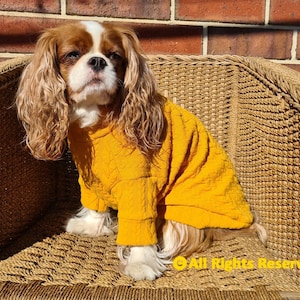 Peut inclure: Un chien Cavalier King Charles Spaniel portant un pull matelass&eacute; jaune moutarde, assis dans une chaise en osier. Le chien a des poils bruns et blancs et de longues oreilles ondul&eacute;es. L'arri&egrave;re-plan est un mur de briques.