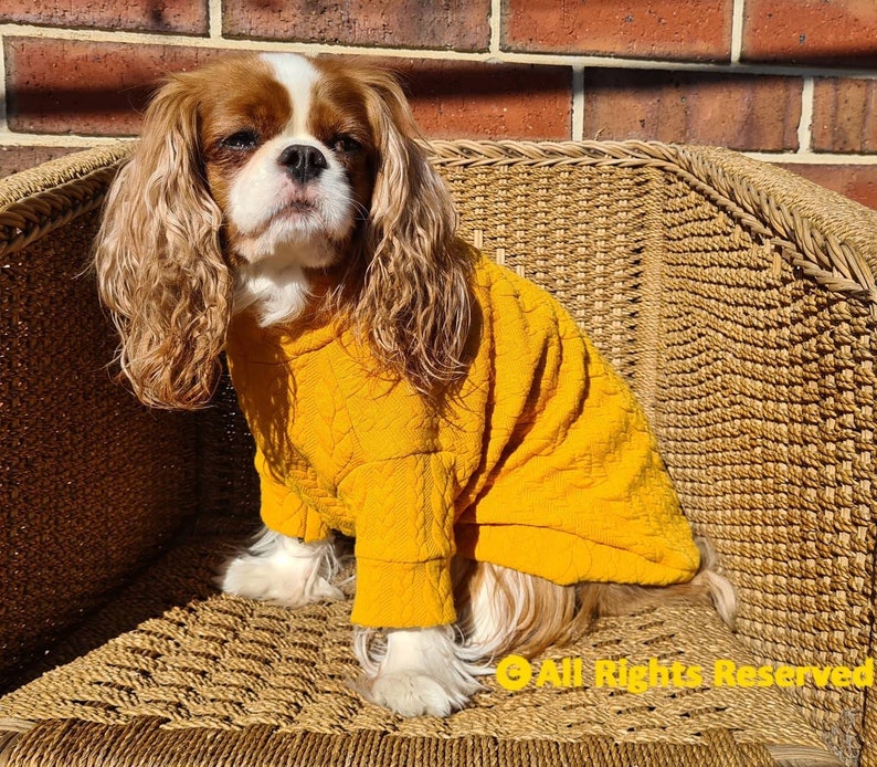 Peut inclure: Un chien Cavalier King Charles Spaniel portant un pull matelass&eacute; jaune moutarde, assis dans une chaise en osier. Le chien a des poils bruns et blancs et de longues oreilles ondul&eacute;es. L'arri&egrave;re-plan est un mur de briques.