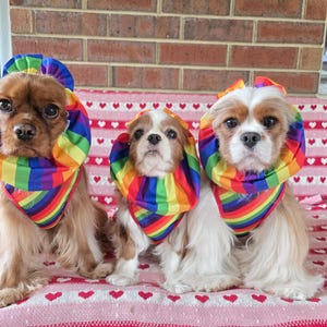 Elegante scaldacollo a fiocco per cani Cavalier King Charles Spaniel con orecchie lunghe Arcobaleno / Caffè / Pane delle fate / Paperelle di gomma / Gamberetti / Hamburger / Sushi / Pizza / Biscotti