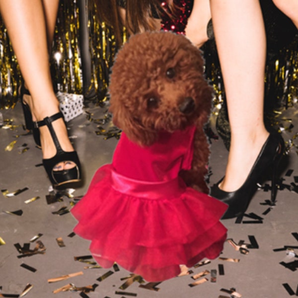 Holiday Party Dog Tutu Dress | Dress for Dogs | Trendy Dress for Dogs |Party Dresses for Dogs |Velvet Dress for Dogs|Designer dress for Dogs