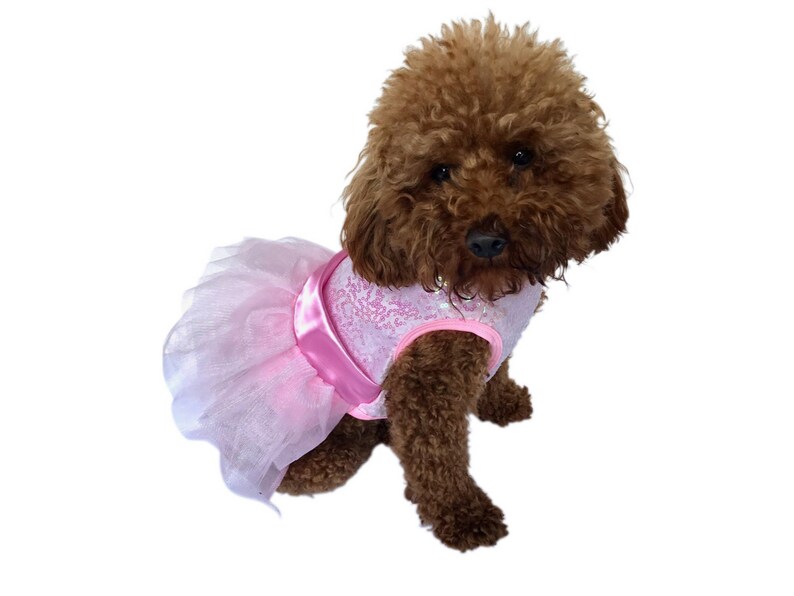 Zsa Zsa Dog Tutu Dress | Dress for Dogs | Trendy Dress for Dogs Zsa Zsa Dog Tutu Dress | Dress for Dogs | Trendy Dress for Dogs