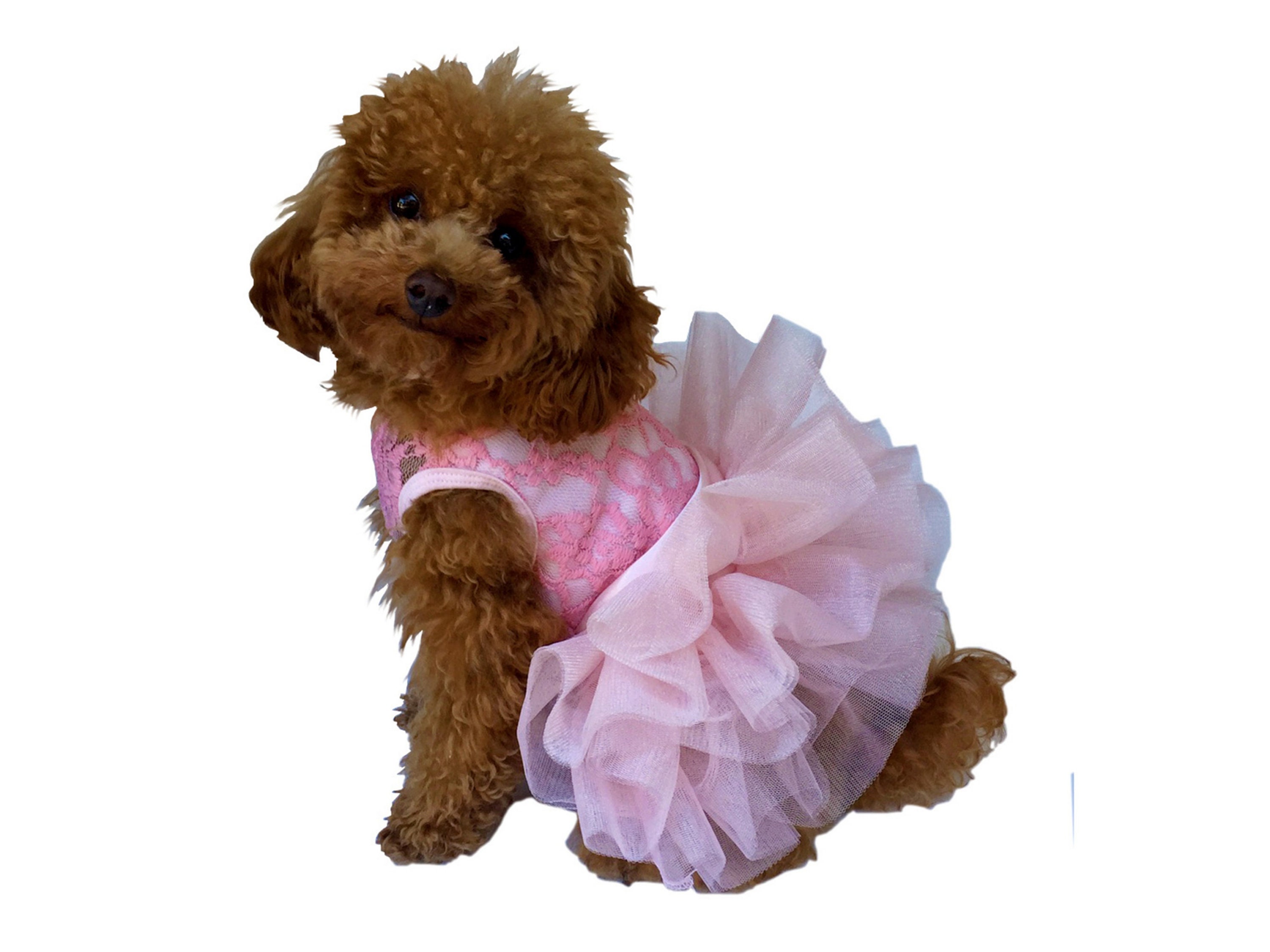 bridesmaids dresses for dogs