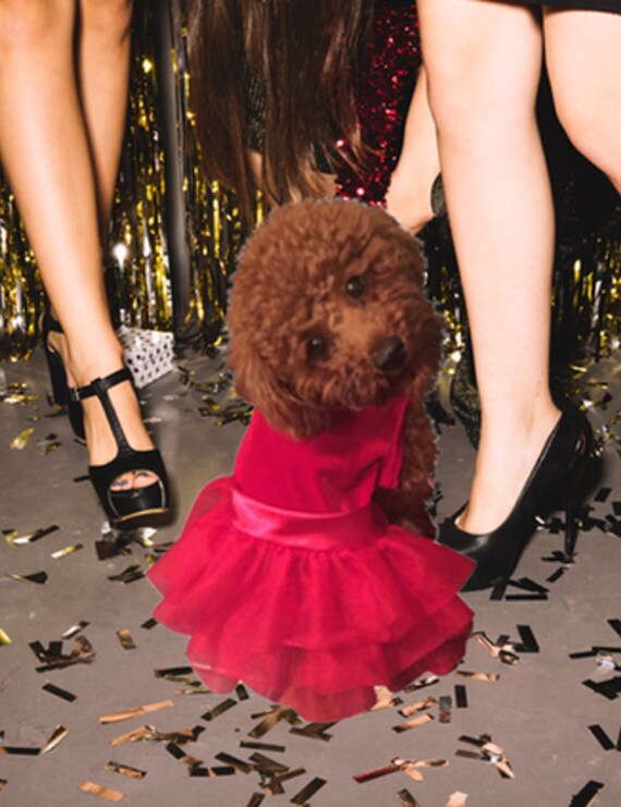 Holiday Party Dog Tutu Dress | Dress for Dogs | Trendy Dress for Dogs  |party Dresses for Dogs |velvet Dress for Dogs|designer Dress for Dogs -  Etsy