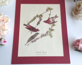 Vintage Bird Print, 1960s Bird Print, Purple Finch Burgundy Matted Print, 9x12 inches Bird Print