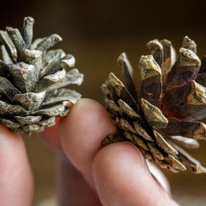 May include: Two pine cones, one is brown and the other is gray, held in a person's hand.