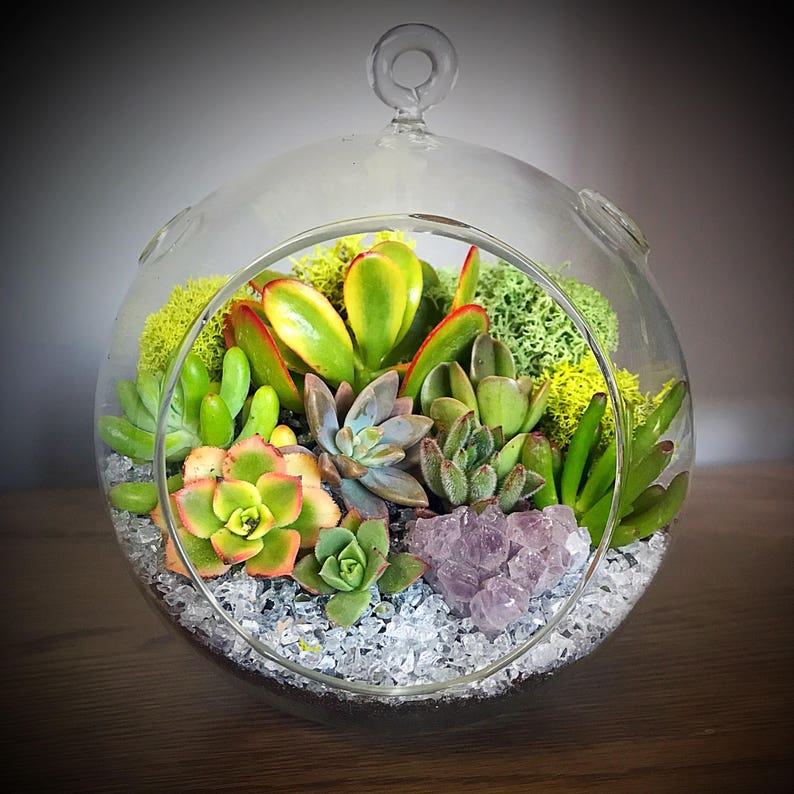 Succulent Terrarium Round Glass Globe Etsy