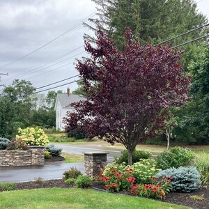May include: A stone wall with a driveway leading to a house in the background. The wall is covered in greenery, including a variety of shrubs and flowers. There is a large tree with dark red leaves in the foreground.