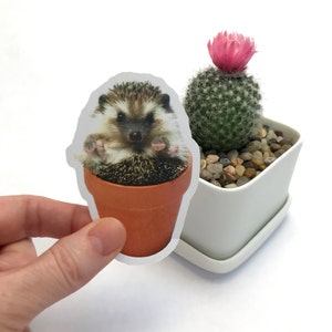 Funny Hedgehog Laptop Sticker, tumblr sticker, Phone Case Sticker, Kawaii ipad sticker, Notebook stickers, cute animal sticker