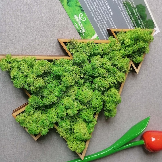 Java Moss Wall