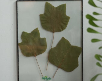 Handmade framed dried Liriodendron leaves in stained glass. Herbarium floating frame wall art. Dried botanical plant hanging