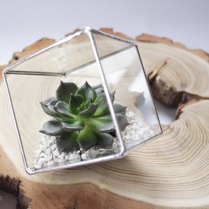 Succulent glass planter pot, Cube terrarium, Geometrical air plant container, Stained glass ring display box, Glass flower vase image 3