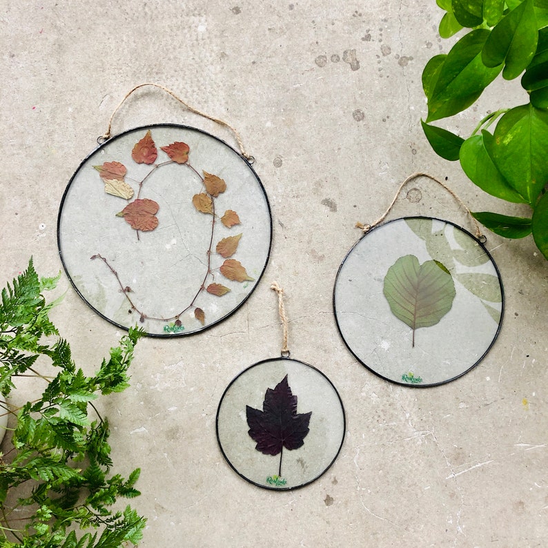 Pressed Flower Floating Frame Set Herbarium Glass Wall Pressed Flower Floating Frame Set Herbarium Glass Wall Hanging Framed Dried Pl