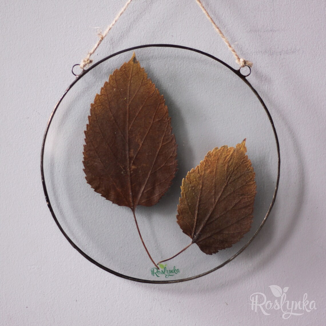 Set of 3 Dried plants in stained glass panel pressed flower Etsy