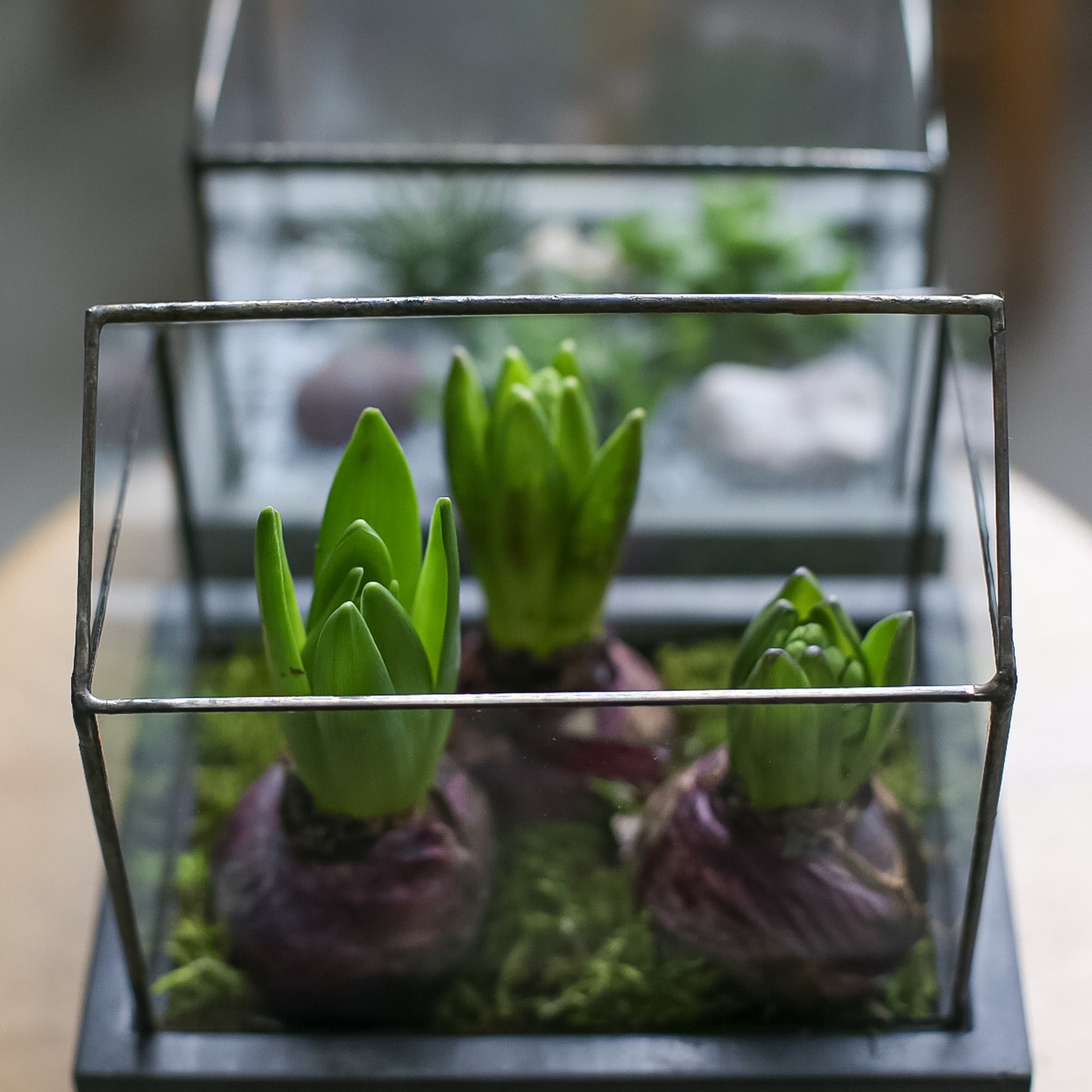 Maceta de jardinera de vegetación terrario de vidrieras | Etsy