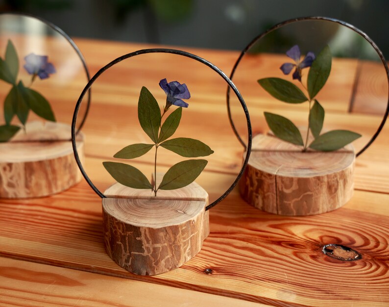 Cute periwinkle pressed flower in glass frame & wooden standing. Framed dried herbarium table centerpiece. Dry botanicals in round display