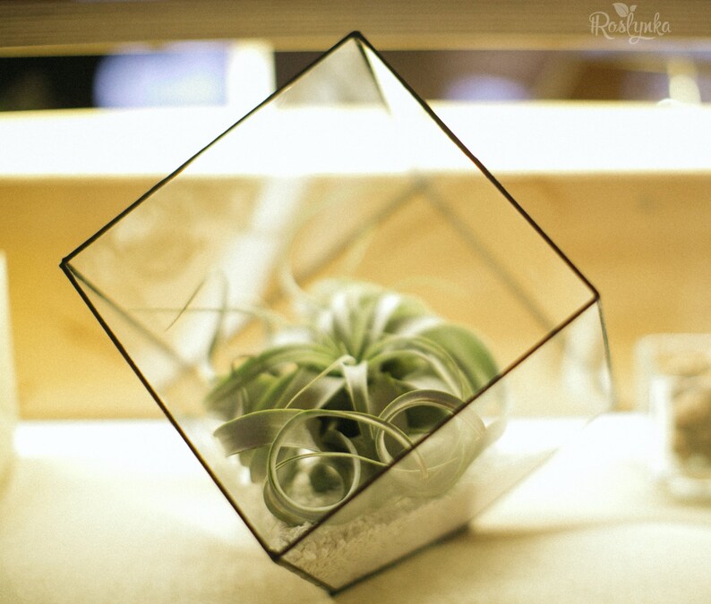 Cube glass terrarium, Geometric planter pot, Stained glass terrarium, Moss terrarium container image 5