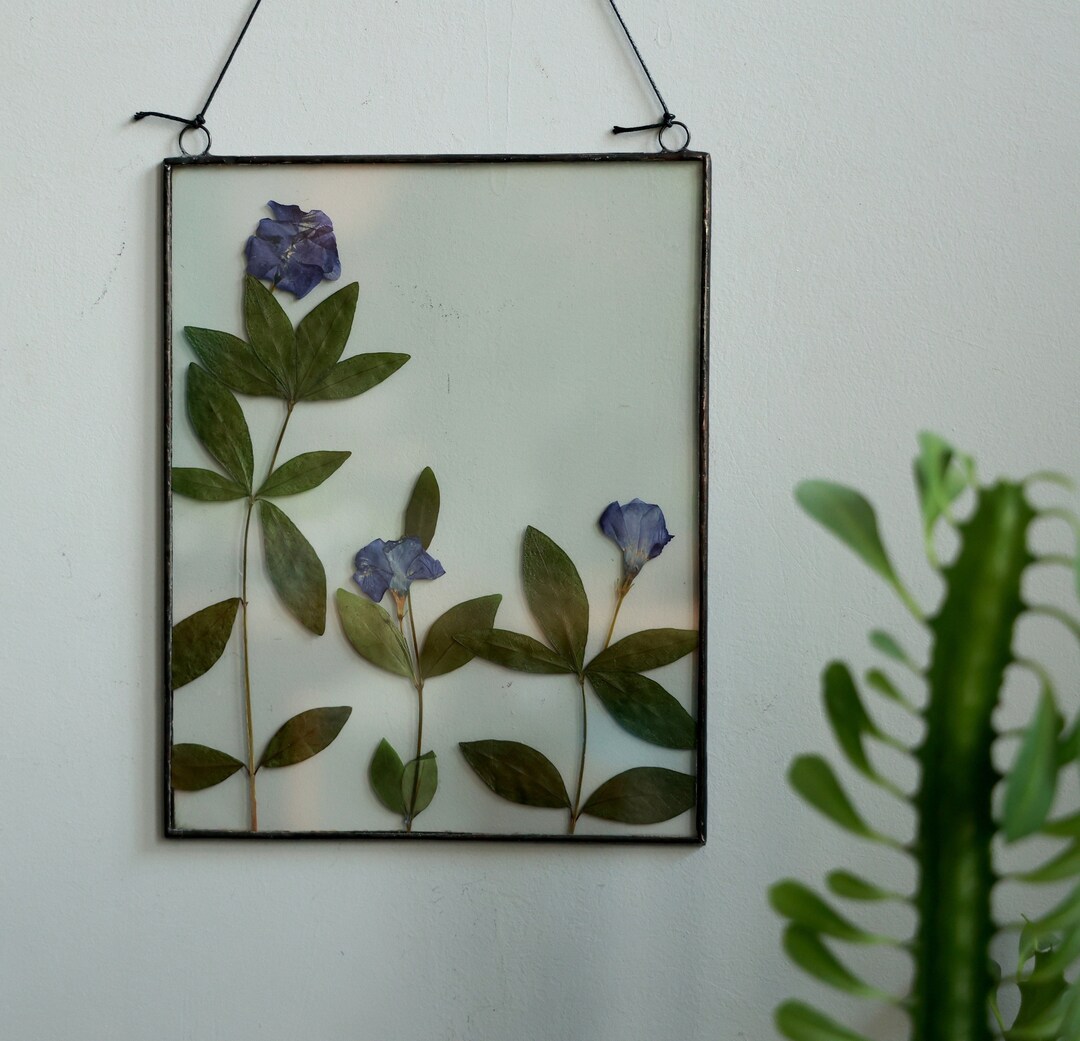 Schönes grünes Gras Panel mit getrockneten Blüten. Echte gepresste Pflanze im ...