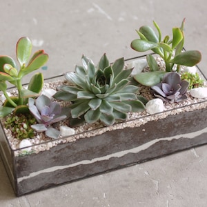 Rechthoekige glas-in-lood succulente plantenbak, binnentuin plantenpot, glazen bak ZONDER vulling