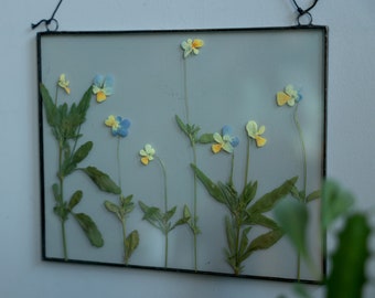 Dried spring cute Pensy Flower in stained glass floating frame, Botanical wall art hanging, Framed pressed botanicals