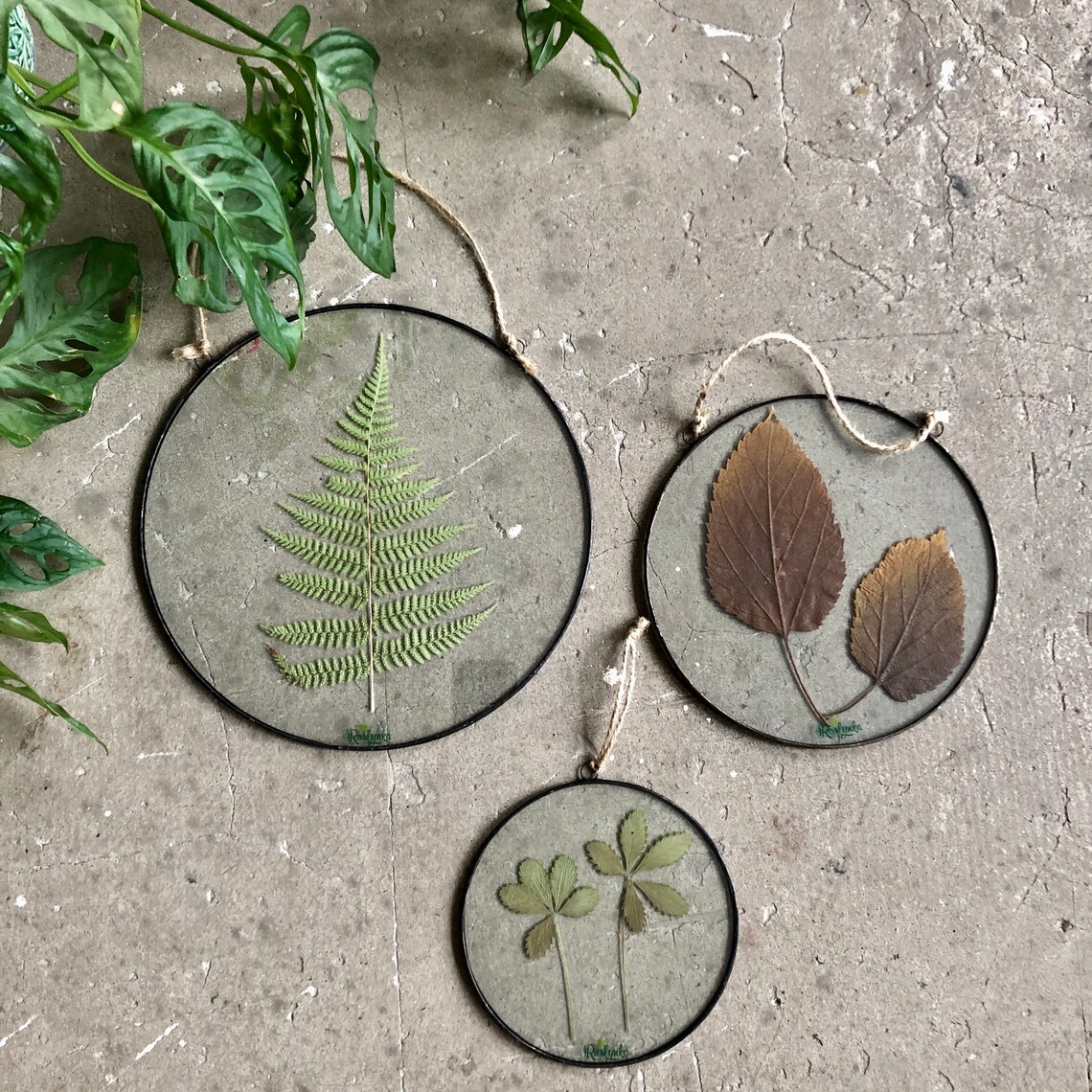 Set of 3 Dried plants in stained glass panel pressed flower Etsy