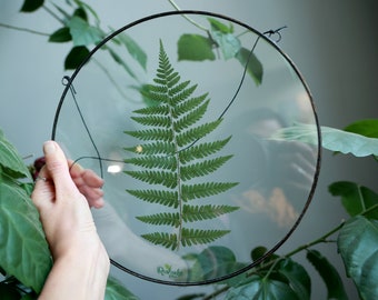 Framed Fern plant, stained glass frame, pressed botanicals wall hanging, round floating frame, dried herbarium decor, unique green leaves