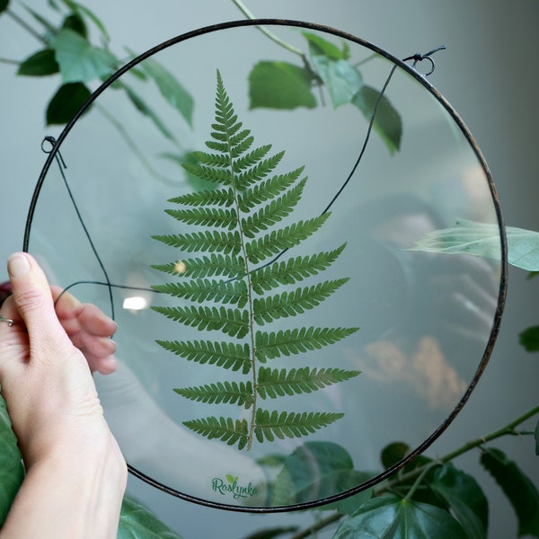 Framed Fern plant, stained glass frame, pressed botanicals wall hanging, round floating frame, dried herbarium decor, unique green leaves