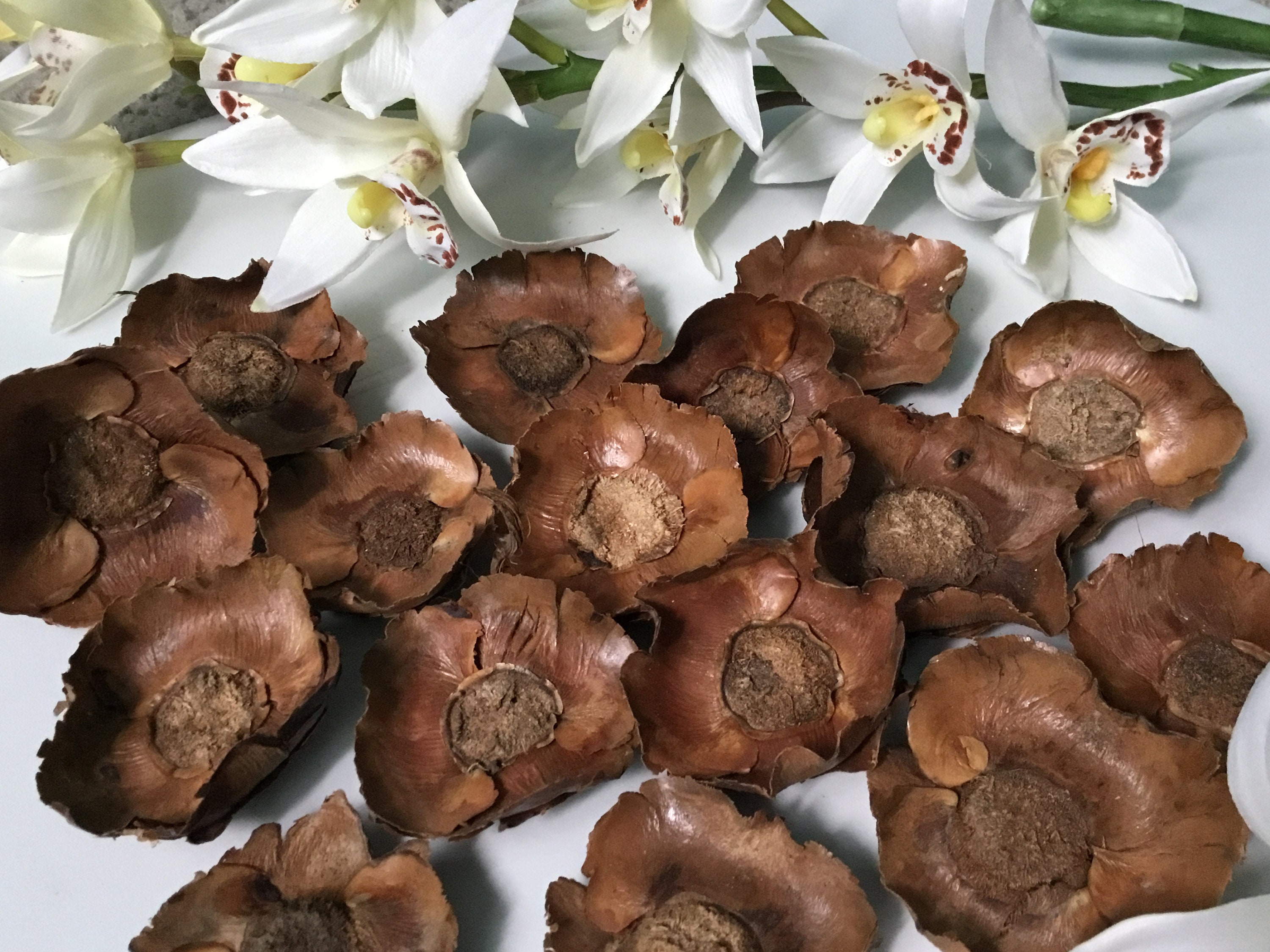 25 Dried Coconut Flowers Rustic Decor Tropical Floral Crafts Etsy