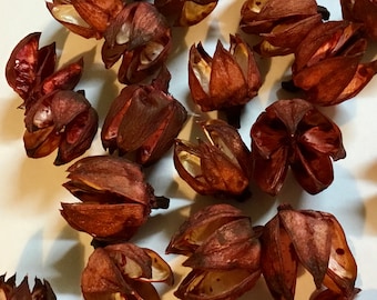 25 Red Hibiscus Pods  1 inch Dried Natural Botanical Potpourri Wreaths Garlands Baskets