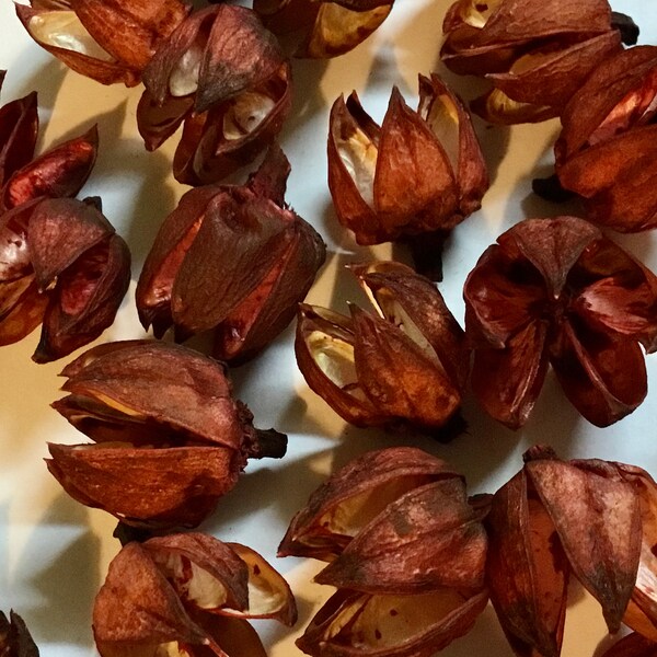 25 Red Hibiscus Pods  1 inch Dried Natural Botanical Potpourri Wreaths Garlands Baskets