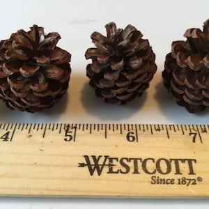 May include: Four small, brown pine cones arranged in a row, with a wooden ruler in the foreground. The ruler, marked in inches, shows the cones are approximately 2 inches in length. The cones have a textured, layered appearance.