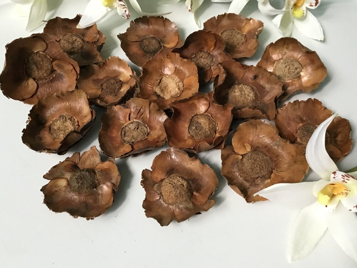 25 Dried Coconut Flowers Rustic Decor Tropical Floral Crafts Etsy