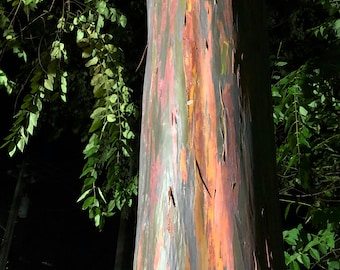 Hawaii Bob’s Rainbow Eucalyptus Tree Wood Bark 10 pieces