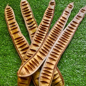 5 Wood Flame pods Dried Flowers Long 20”