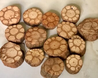 12 Bubble Bark Dried Wood slices Pendants