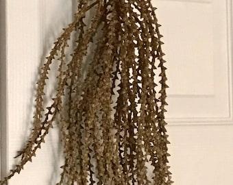 35pc Spiked Palm Inflorescence 12in Dried Basket weaving materials