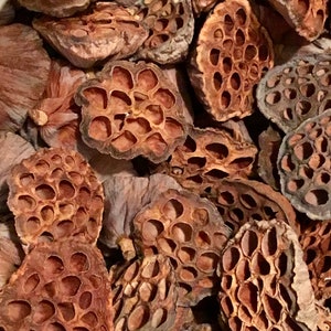May include: A collection of dried brown lotus seed pods, each featuring a flat, circular top surface with numerous deep, hollow, honeycomb-like cavities. The pods exhibit a woody, textured appearance with varying shades of tan and dark brown.