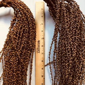May include: Two dried, brown palm inflorescences with a wooden ruler for scale. The inflorescences have a cascading, textured appearance, with numerous small, bud-like structures along their length. The ruler shows measurements in inches.