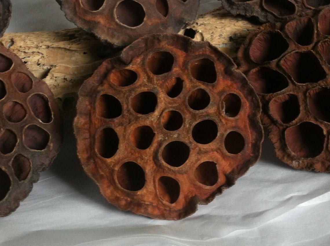Dried Large Lotus Pods 30 pc Floral Arrangements Baskets Etsy