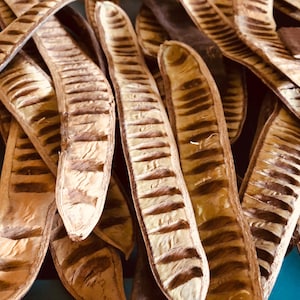 8 Wood Flame pods Dried 12”