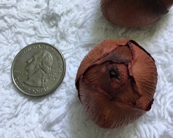 Coconut Petals Decorative Potpourri Seed Pod Coconut Petals Decorative Potpourri Seed Pod