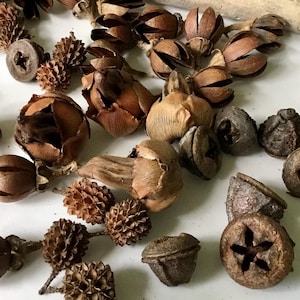 May include: A collection of dried botanical elements including brown woody seed pods, small textured pine cones, and round eucalyptus nuts with star-shaped openings. The assortment features various natural shapes and earthy brown tones.