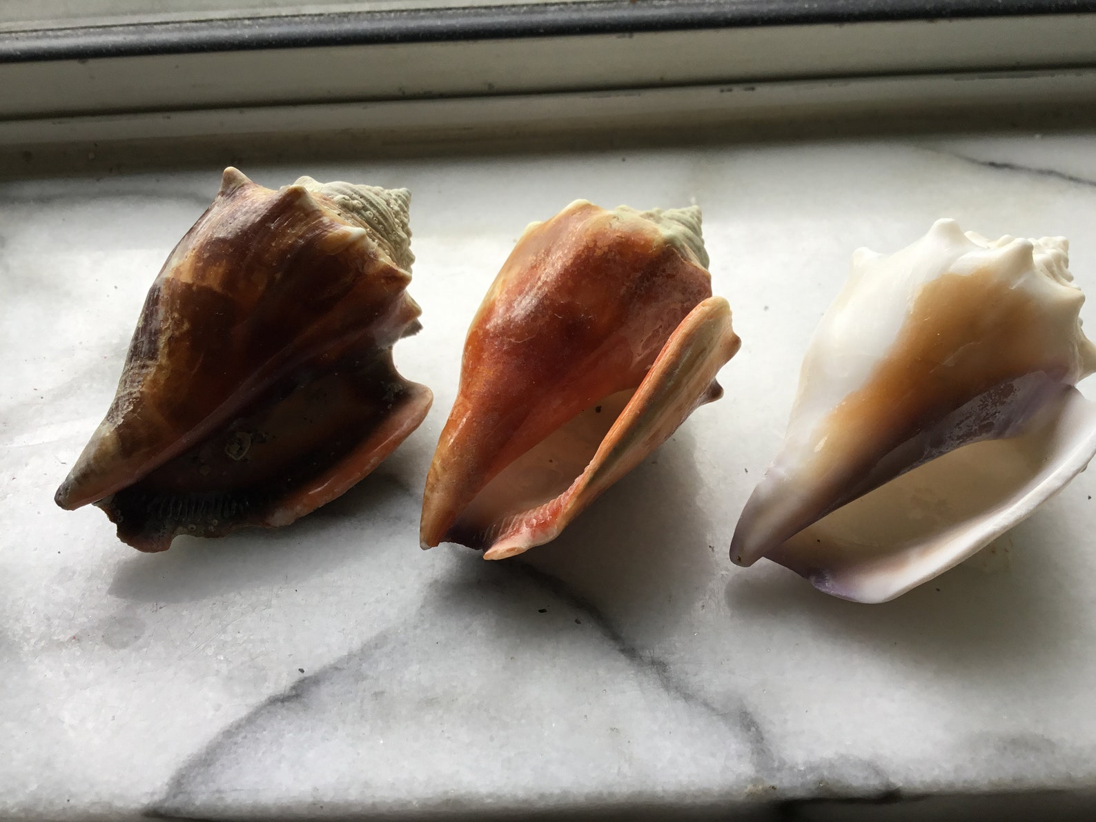 Bulk Conch Shells 10pc Shell Crafts Sanibel Island Coastal Etsy
