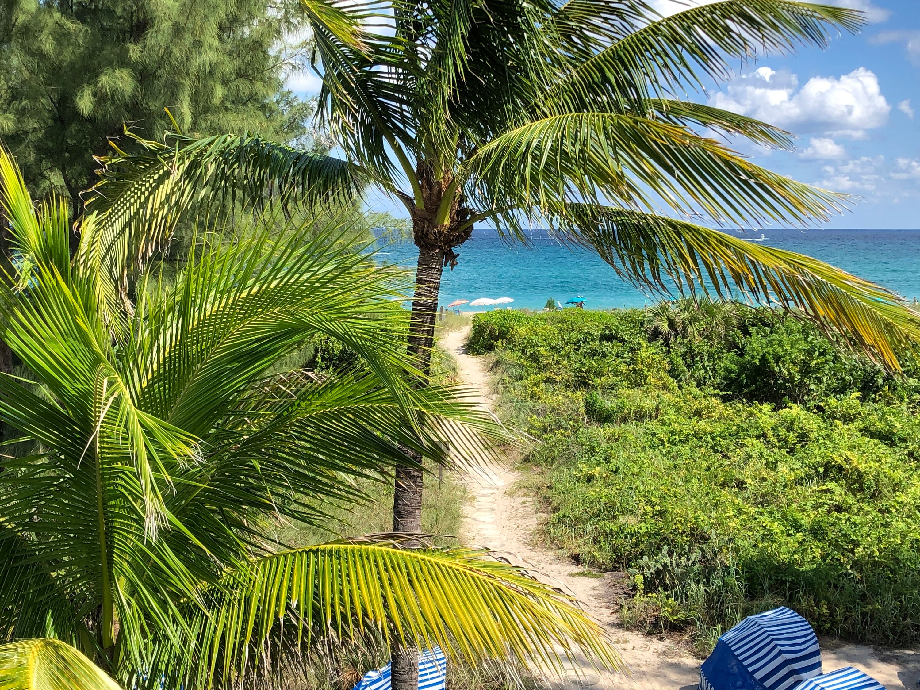 25 Dried Coconut Flowers Rustic Decor Tropical Floral Crafts Etsy