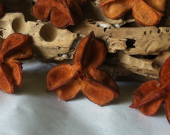 20 Orange Carrotwood Pods Candle embeds Potpourri Floral Crafts