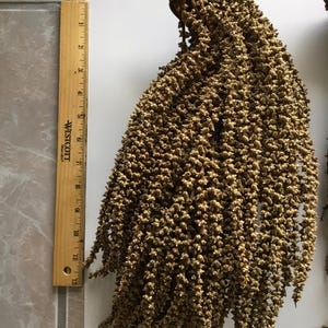 May include: A dried, brown palm fruit cluster with numerous small, textured seeds attached to a central woody stem. A yellow Westcott ruler is placed alongside the cluster, showing a length of approximately 12 inches for the main fruit section.