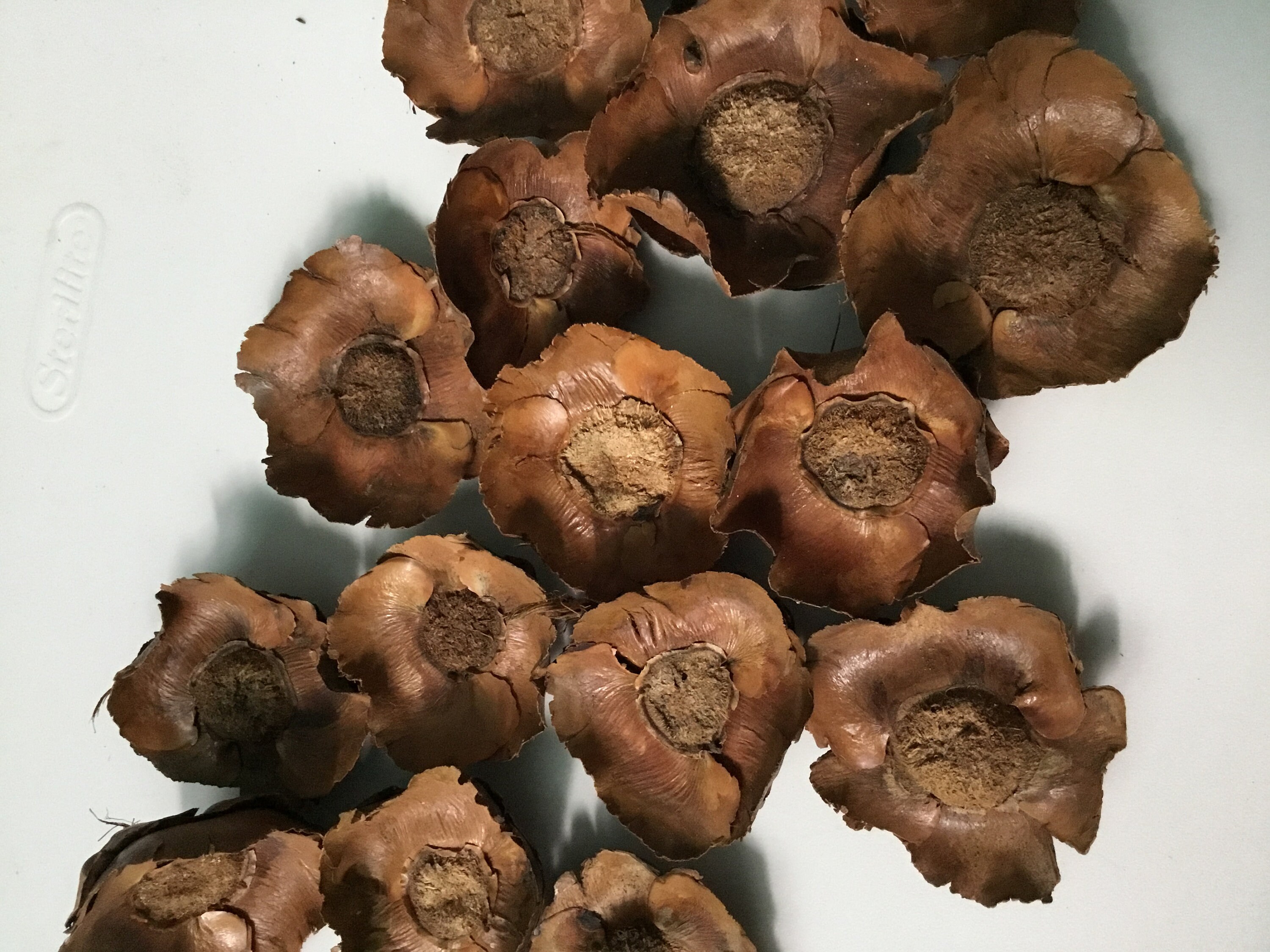 25 Dried Coconut Flowers Rustic Decor Tropical Floral Crafts Etsy