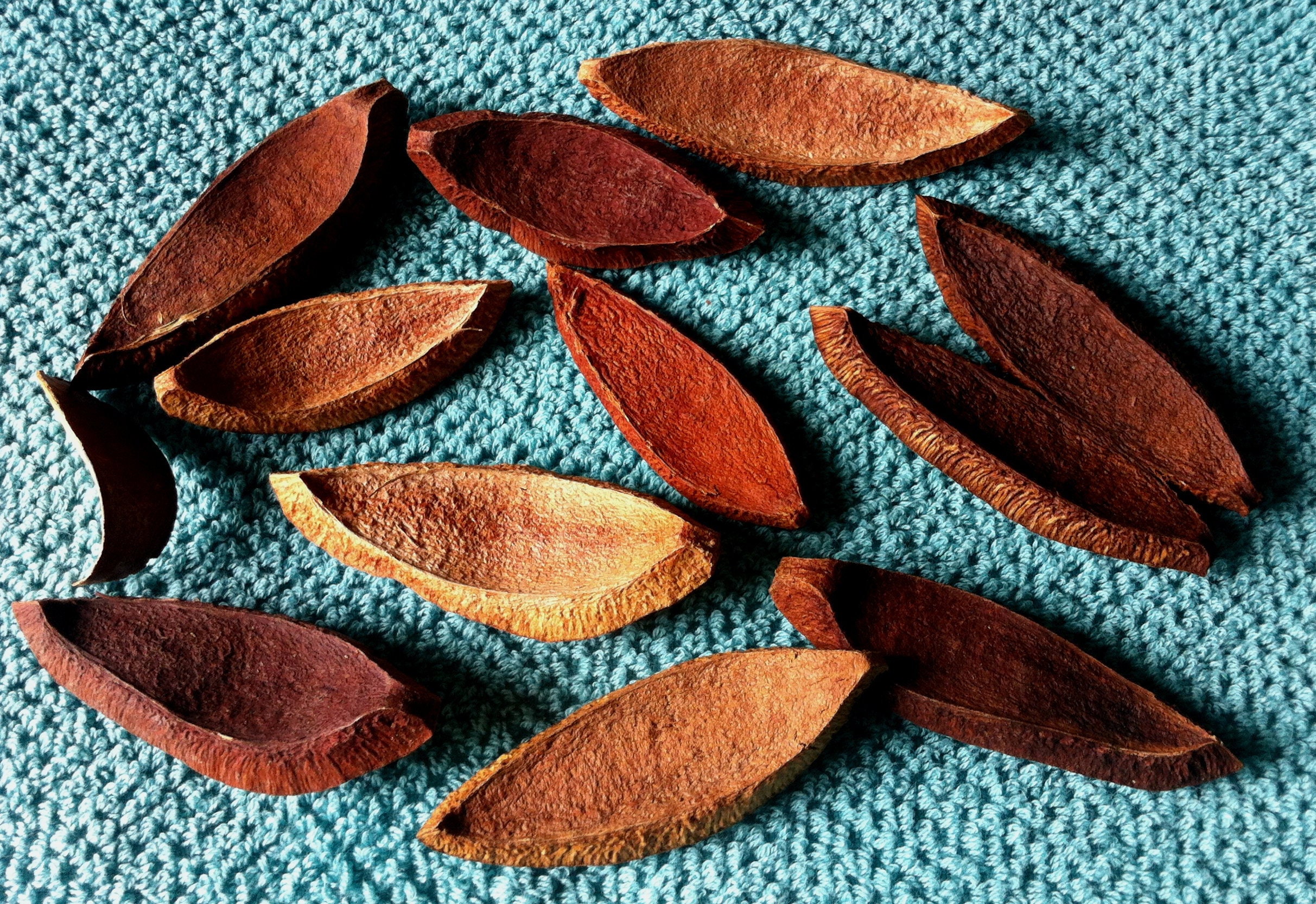 50 Mahogany Wood Pieces Floral crafts Dried seed pods tree Etsy